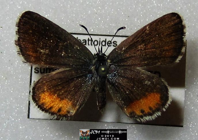 Philotes battoides bernardino (Bernardino Blue butterfly) image